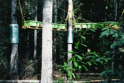 A high platform fastened to large trees holding the nucleus and drone colonies.