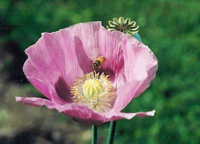 Annual Poppy