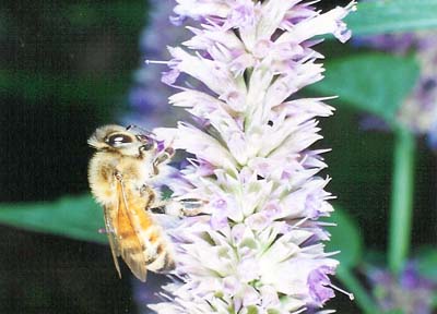 Blue Anise Hyssop