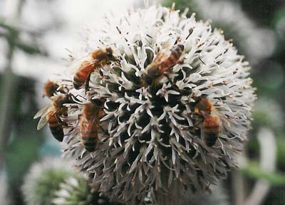 Chapman Honey Plant
