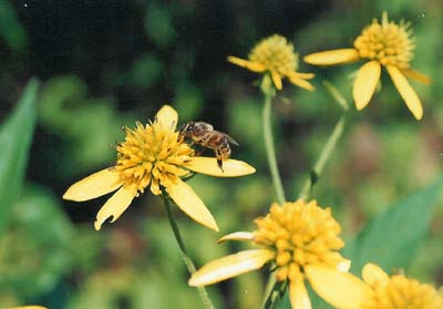 Golden Honey Plant