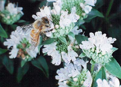 Mountain Mint