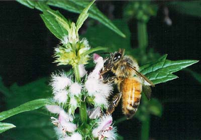 Motherwort