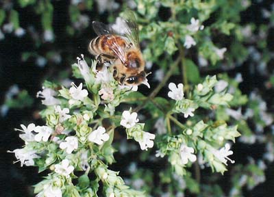 Oregano