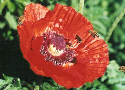 Oriental Poppy