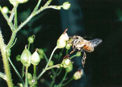 Simpson's Honey Plant