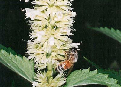 White Anise Hyssop