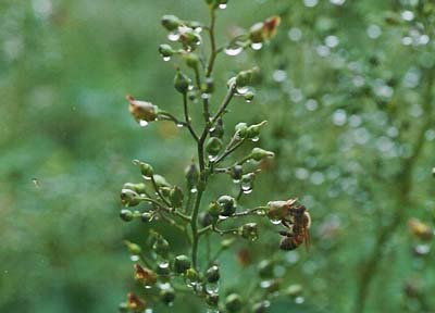 Wood Figwort